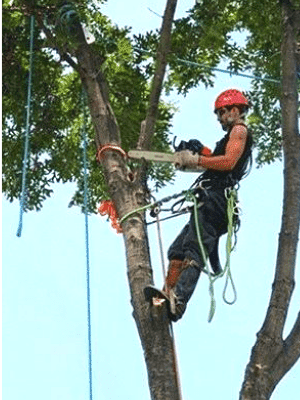 Potatura tree climbing