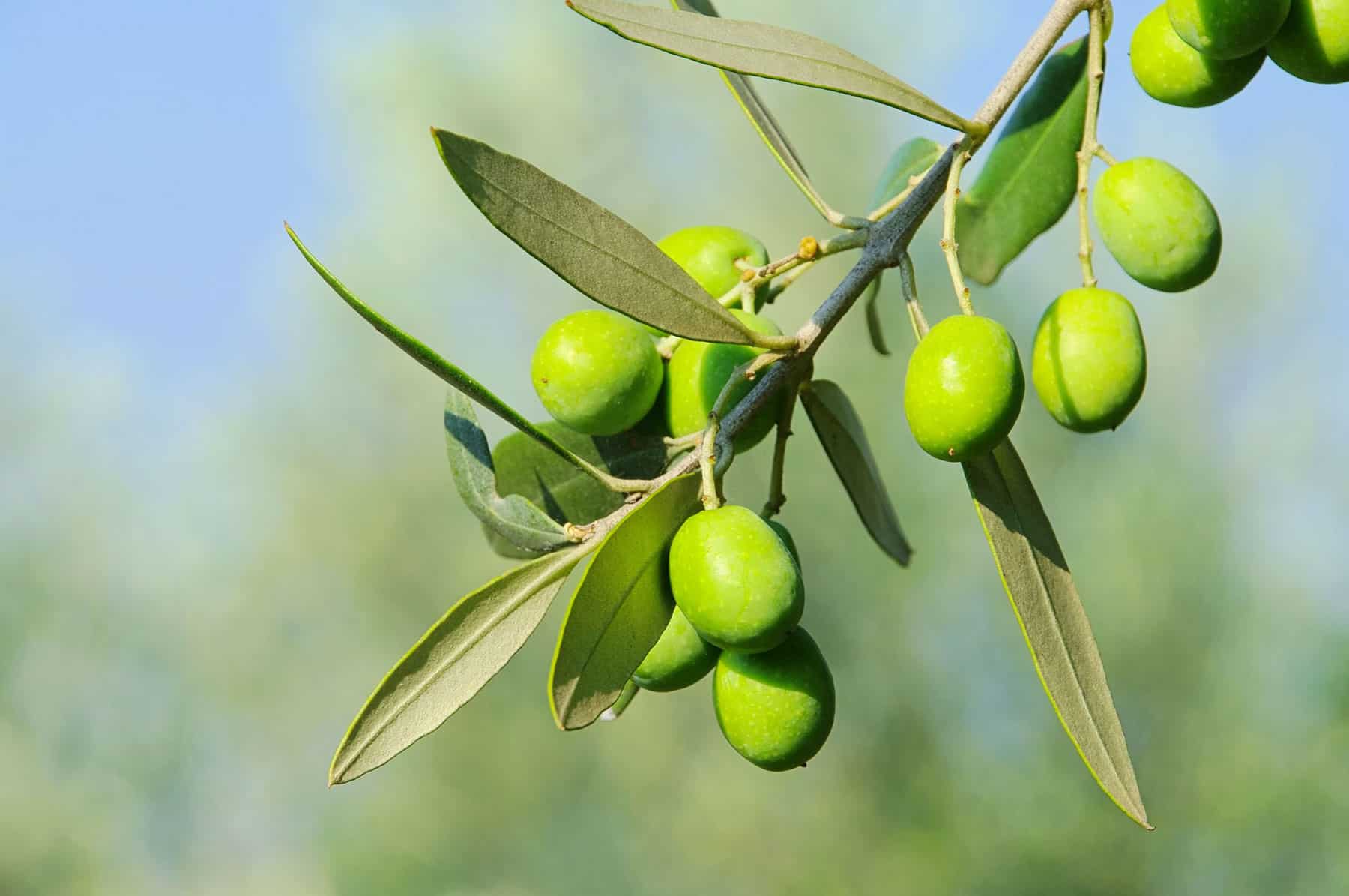 pianta ulivi