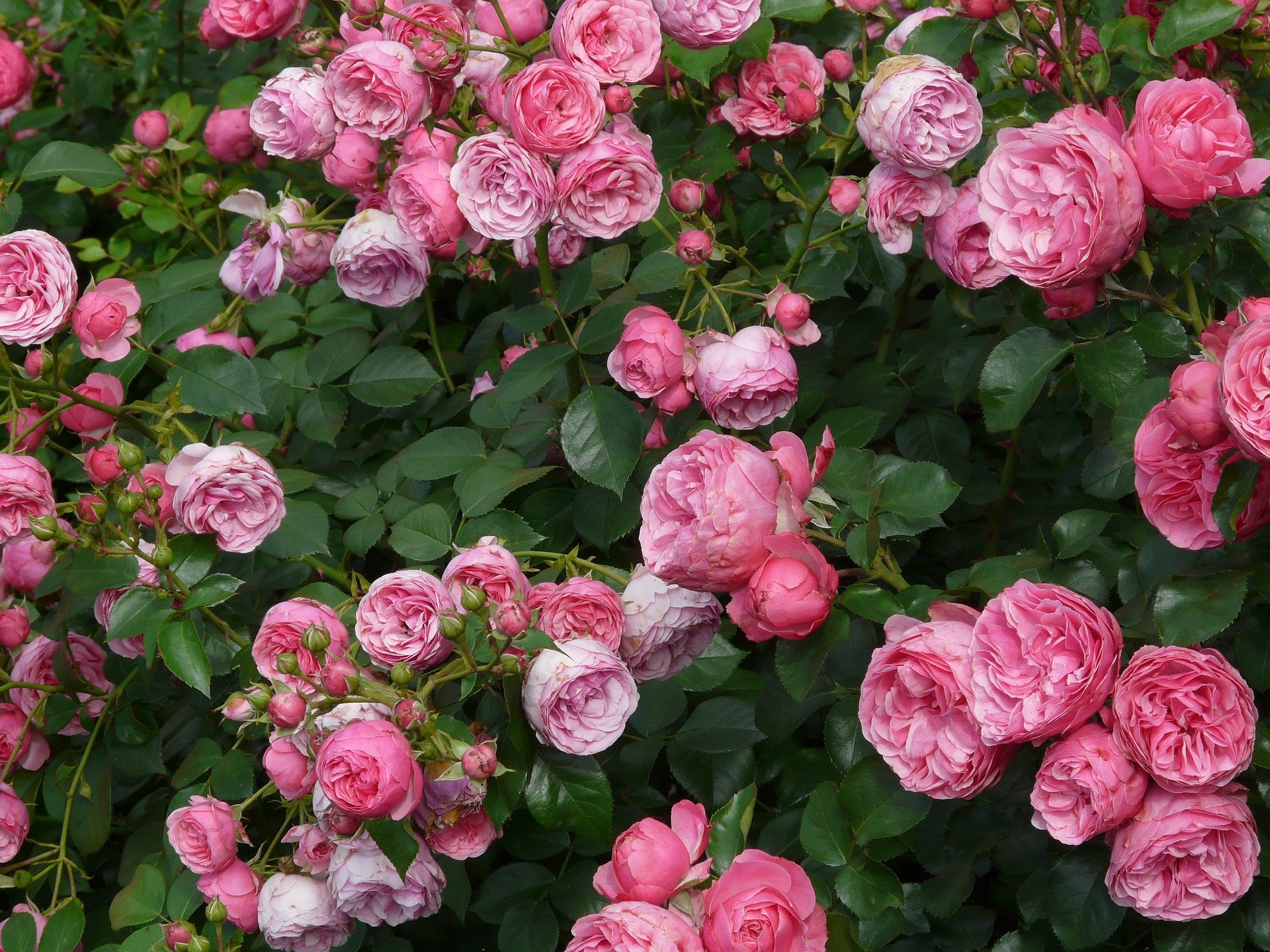 rose arbustive ripetute