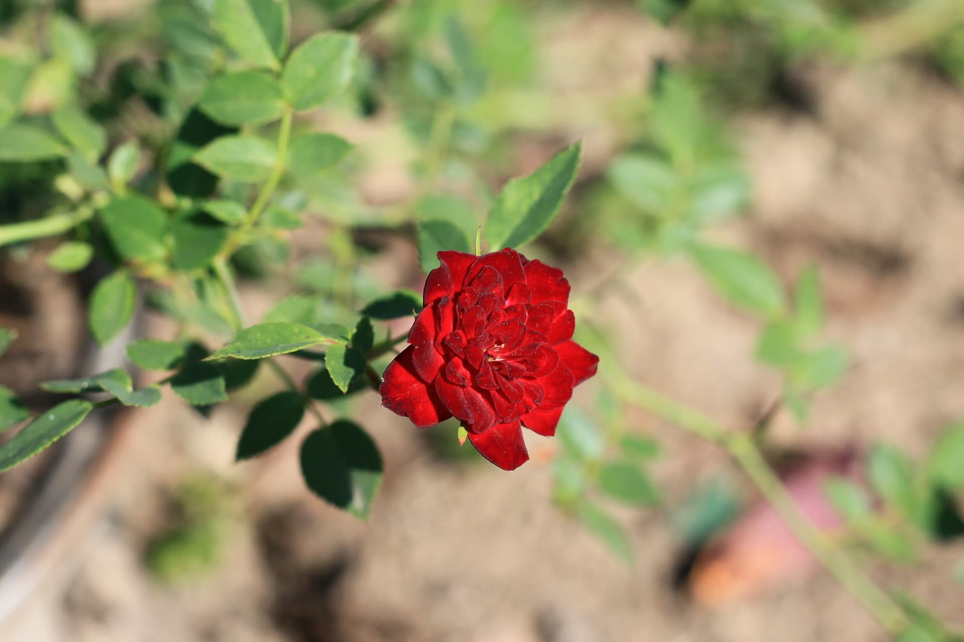 rose arbustive singole