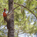 Norme e sanzioni per potatura alberi