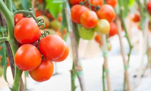 Cimatura pomodori: quando e come farla