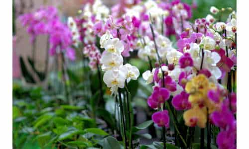 potatura orchidea