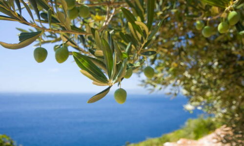 Contributi per potatura olivi