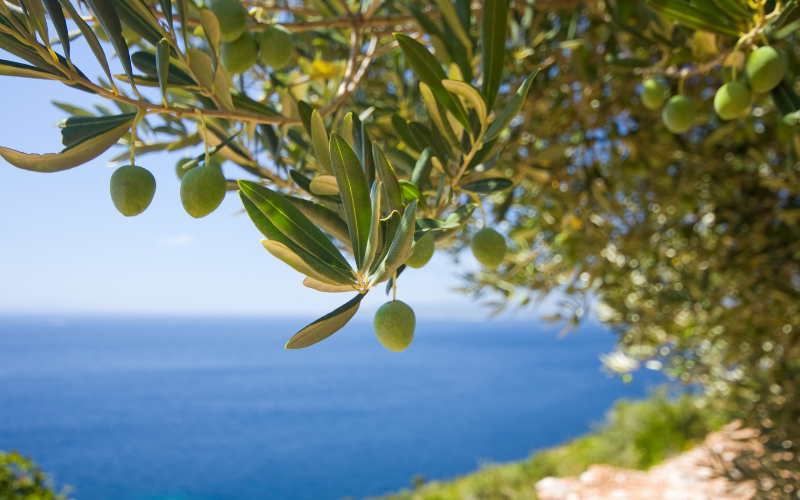 Al momento stai visualizzando Contributi per potatura olivi