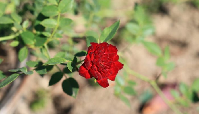 rose arbustive singole