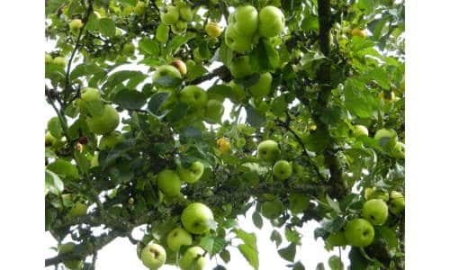 potatura albero melo