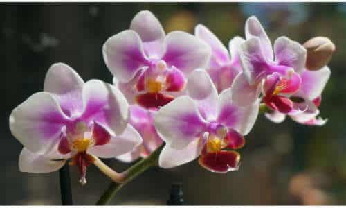 quando potare le orchidee