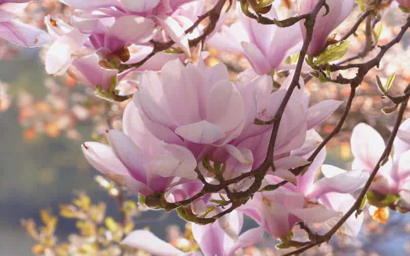 Al momento stai visualizzando Quando potare la magnolia