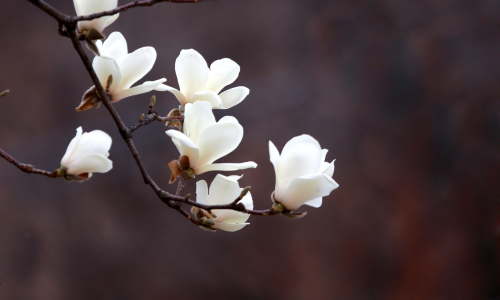 potatura magnolia