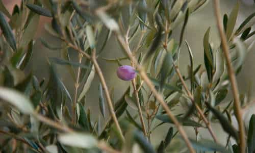 spollonatura olivo