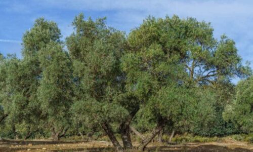 Spollonatura olivo: tutto ciò che devi sapere