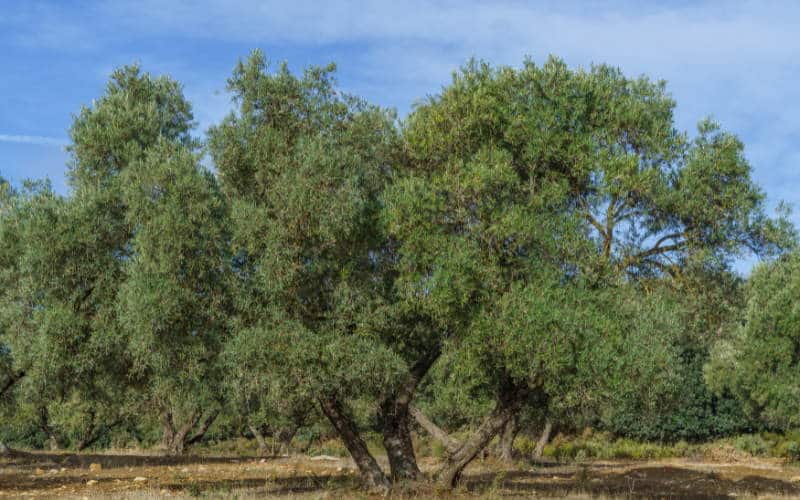 Al momento stai visualizzando Spollonatura olivo: tutto ciò che devi sapere