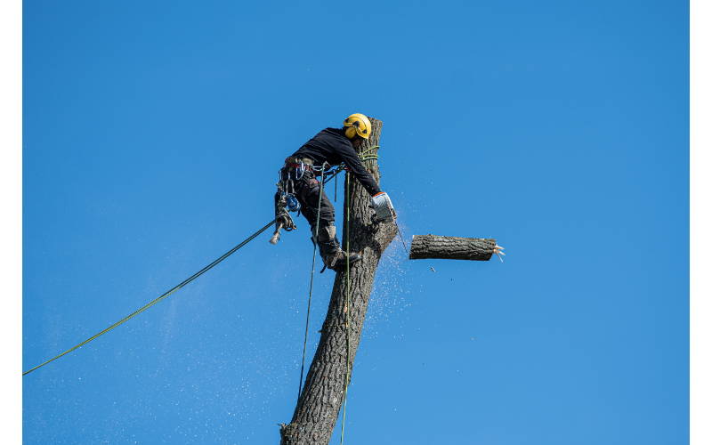 Al momento stai visualizzando Tree Climbing potatura: cos’è e come si fa